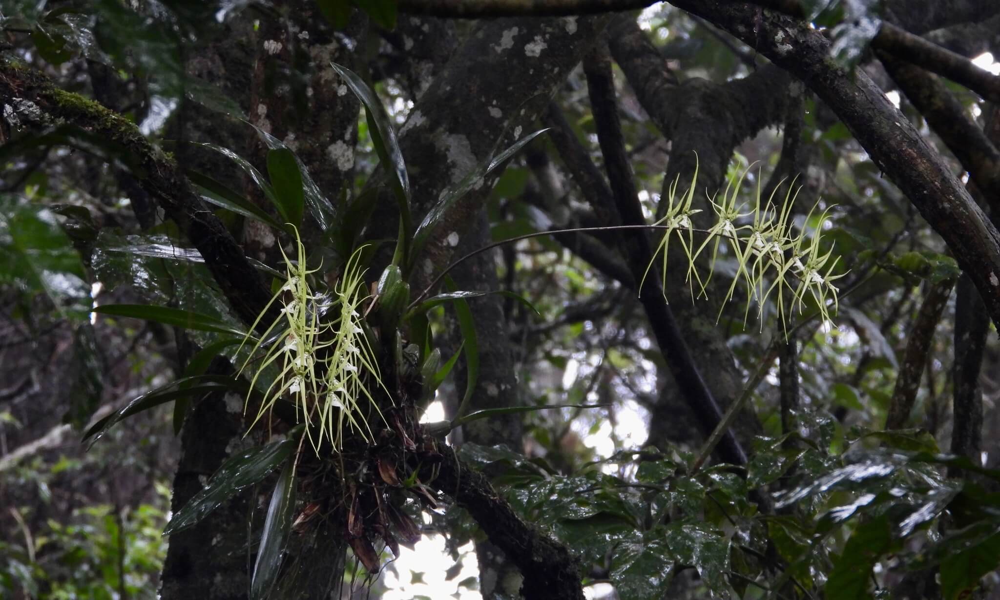 Brassia verrucosa